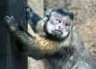 動物図鑑・フサオマキザルの写真 14